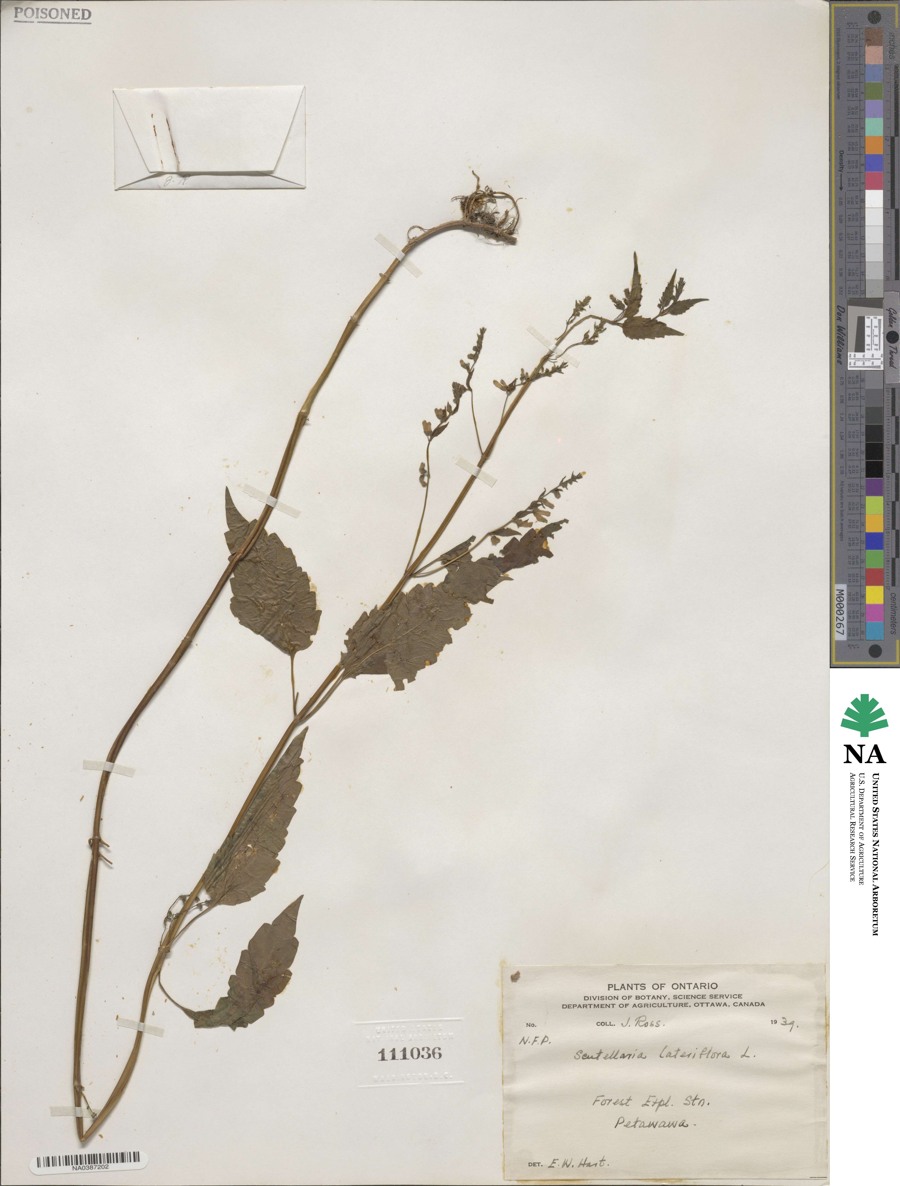 Scutellaria lateriflora image