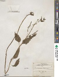 Scutellaria lateriflora image