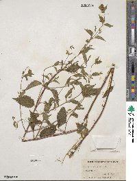 Scutellaria lateriflora image