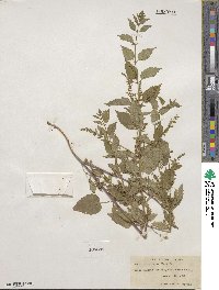 Scutellaria lateriflora image