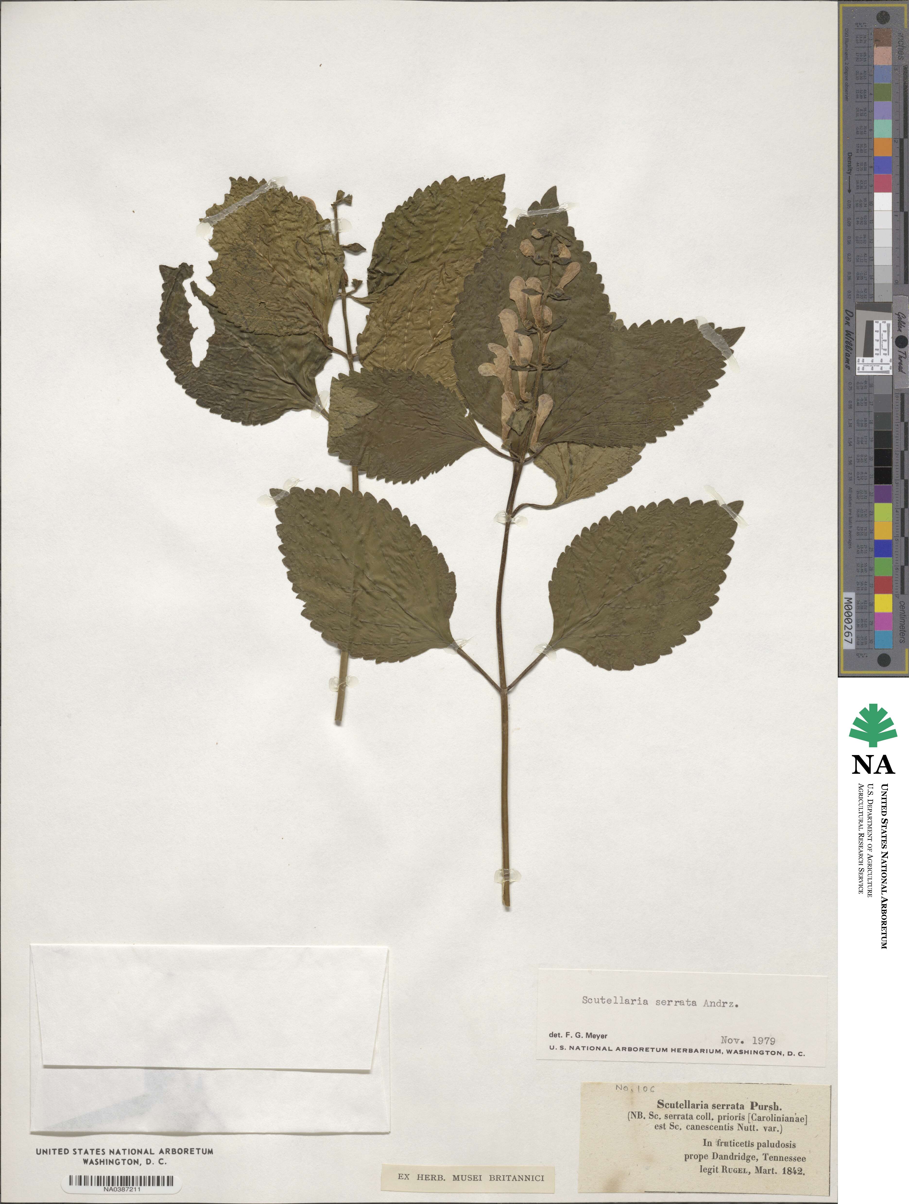 Scutellaria serrata image