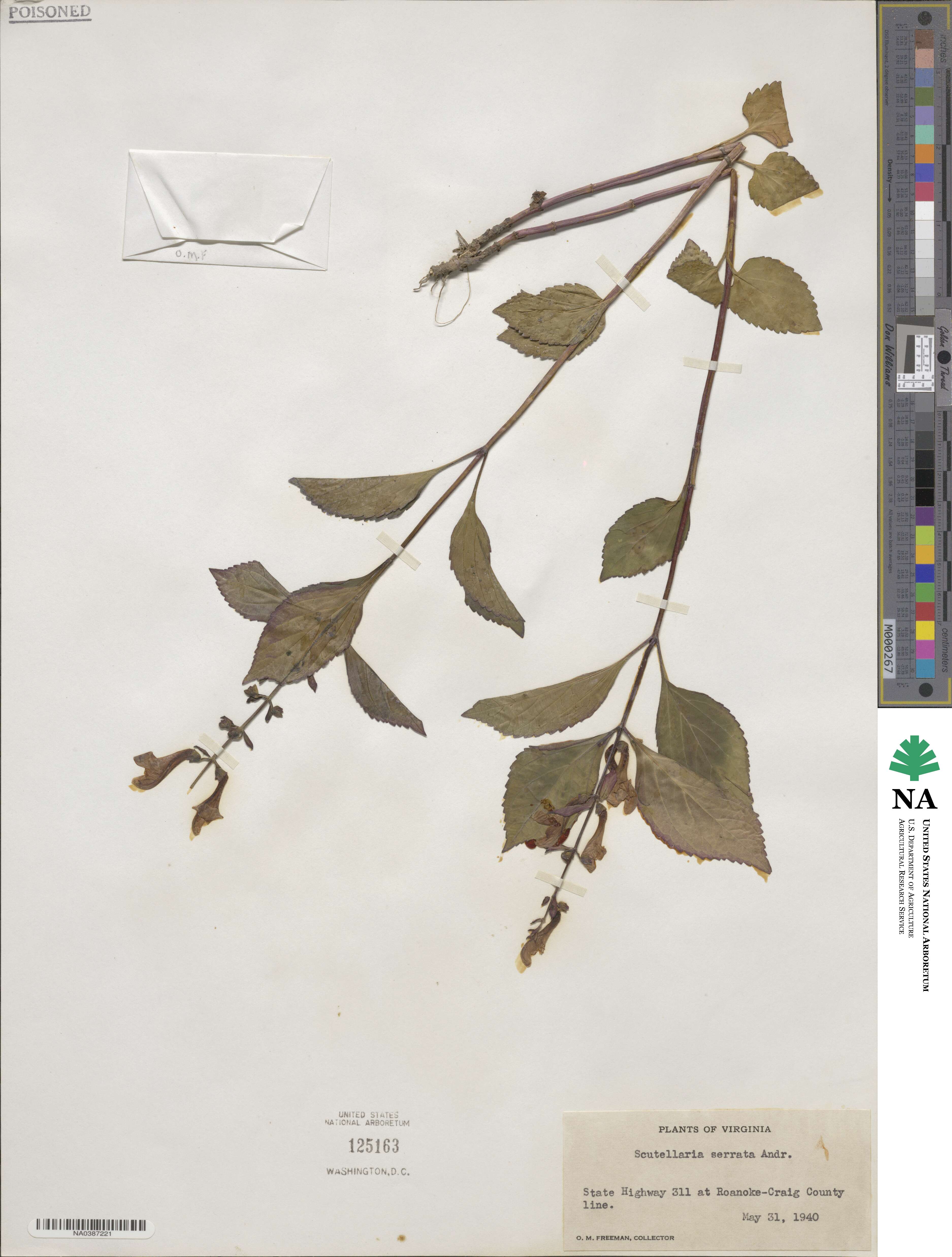 Scutellaria serrata image