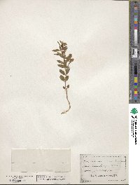 Scutellaria resinosa image