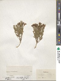 Scutellaria resinosa image