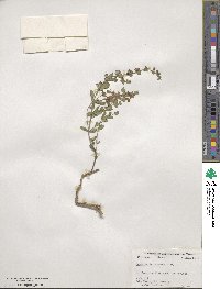 Scutellaria resinosa image