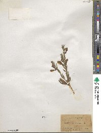 Scutellaria resinosa image