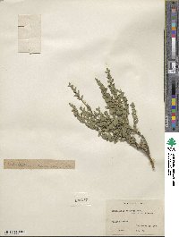 Scutellaria resinosa image