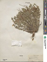 Scutellaria resinosa image