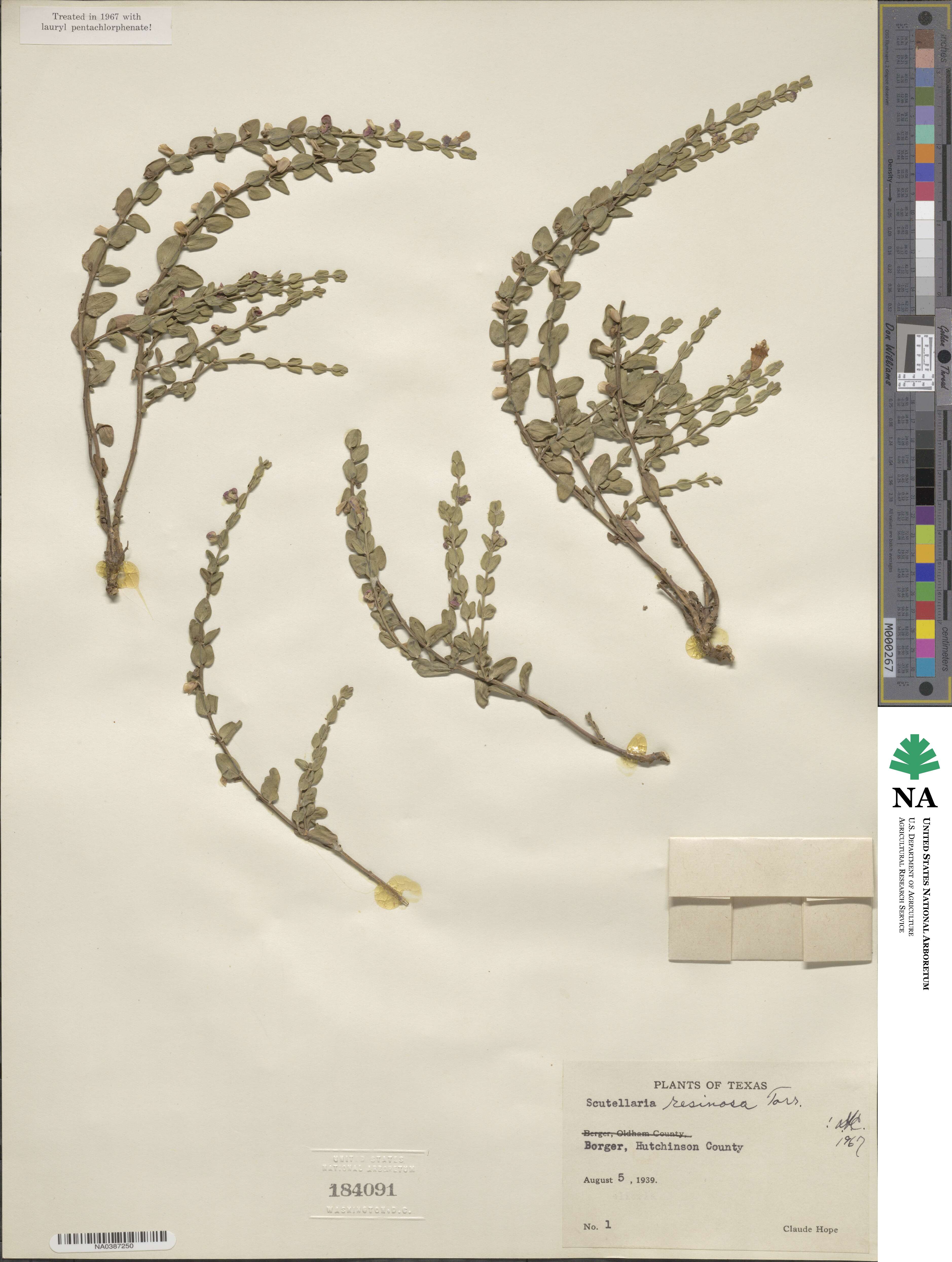 Scutellaria resinosa image