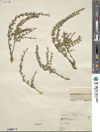 Scutellaria resinosa image