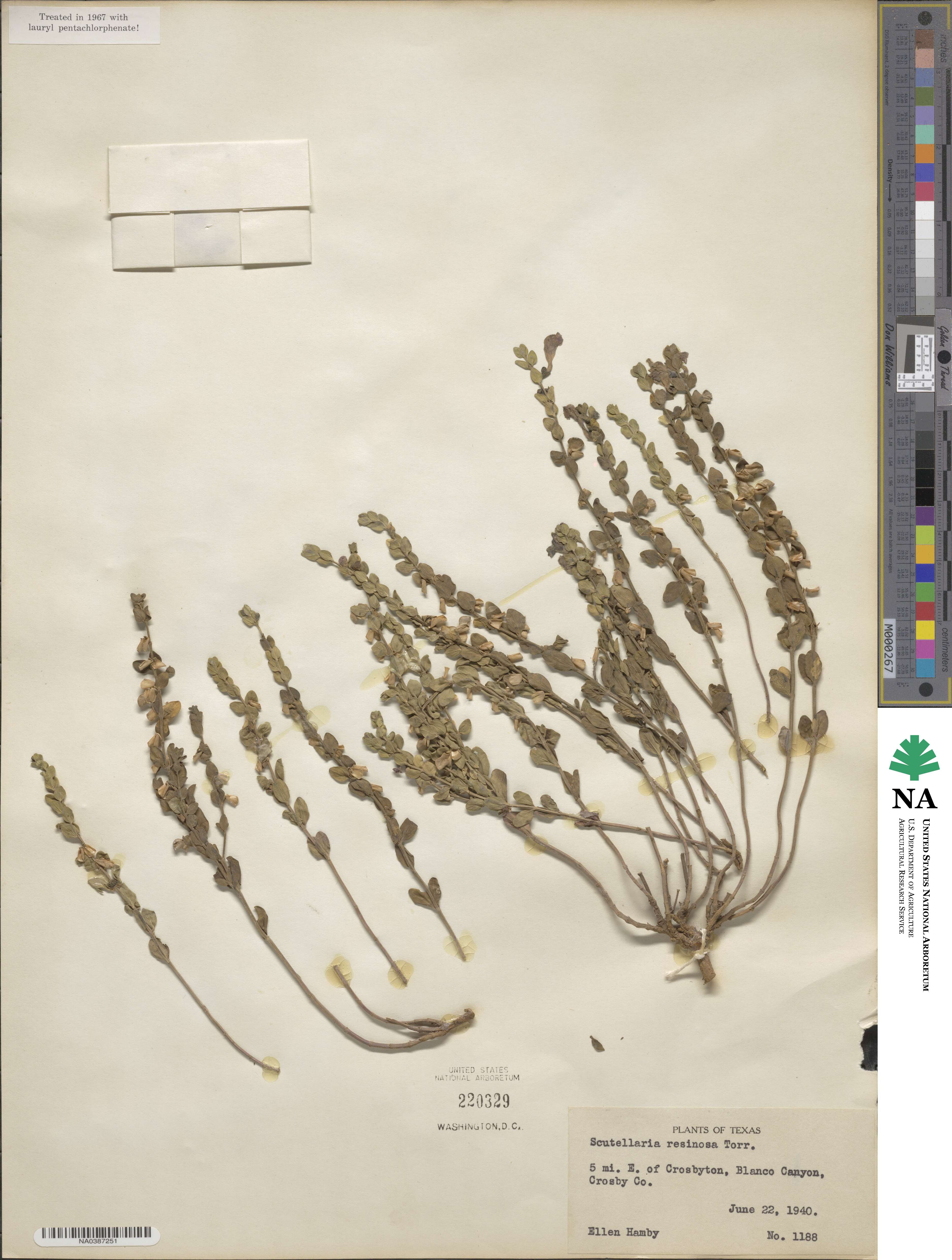 Scutellaria resinosa image