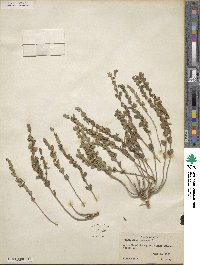 Scutellaria resinosa image