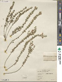 Scutellaria resinosa image