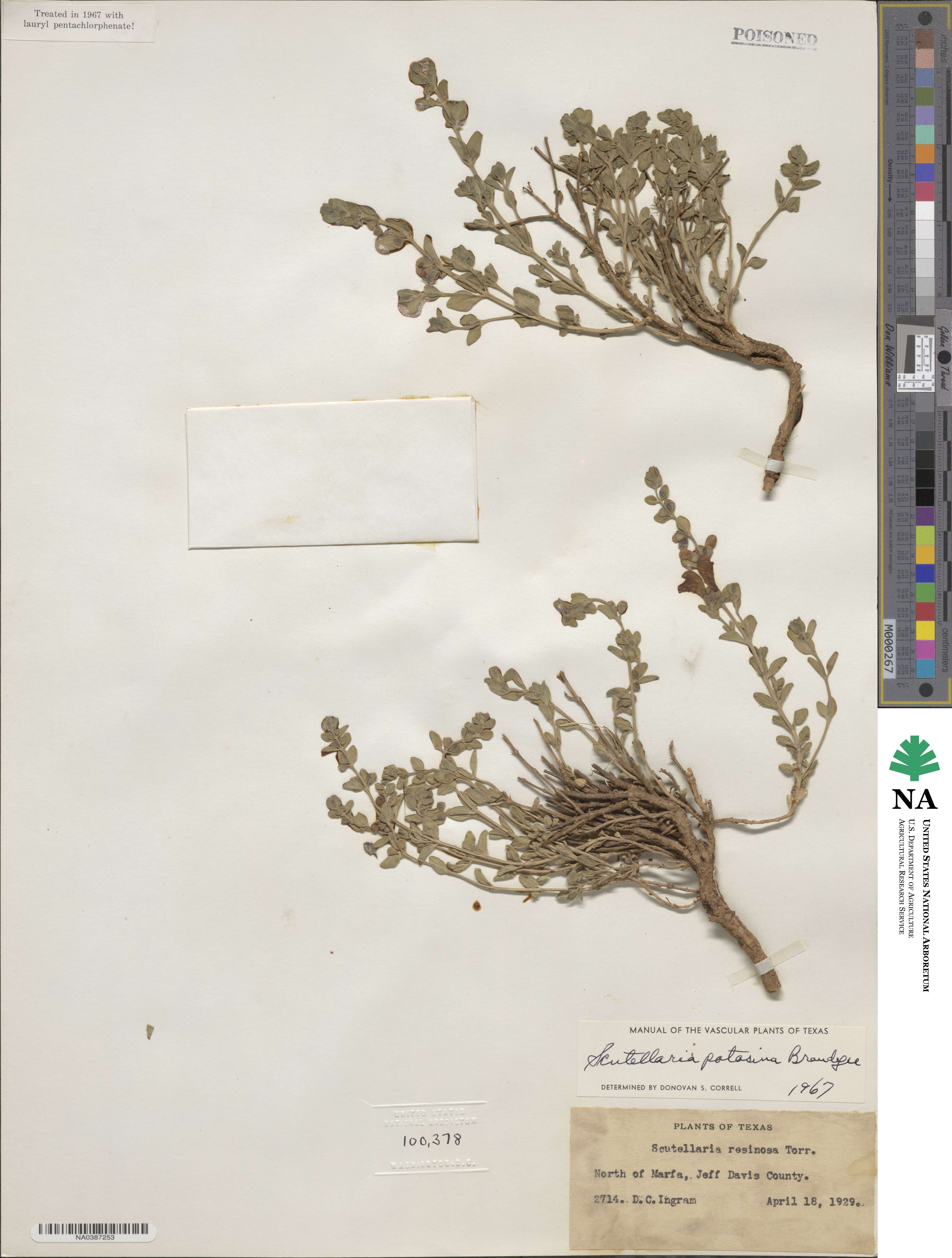 Scutellaria potosina image