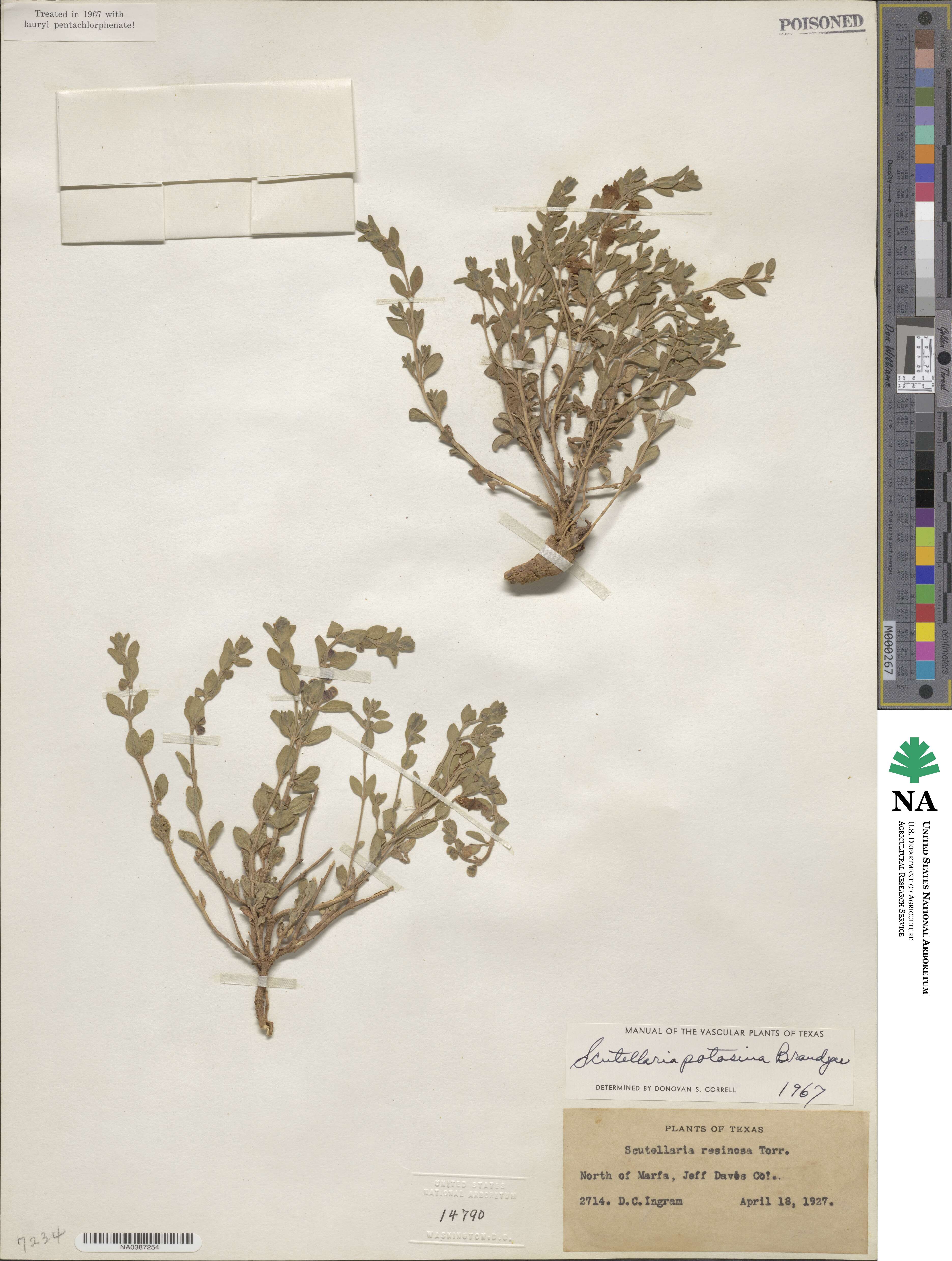 Scutellaria potosina image