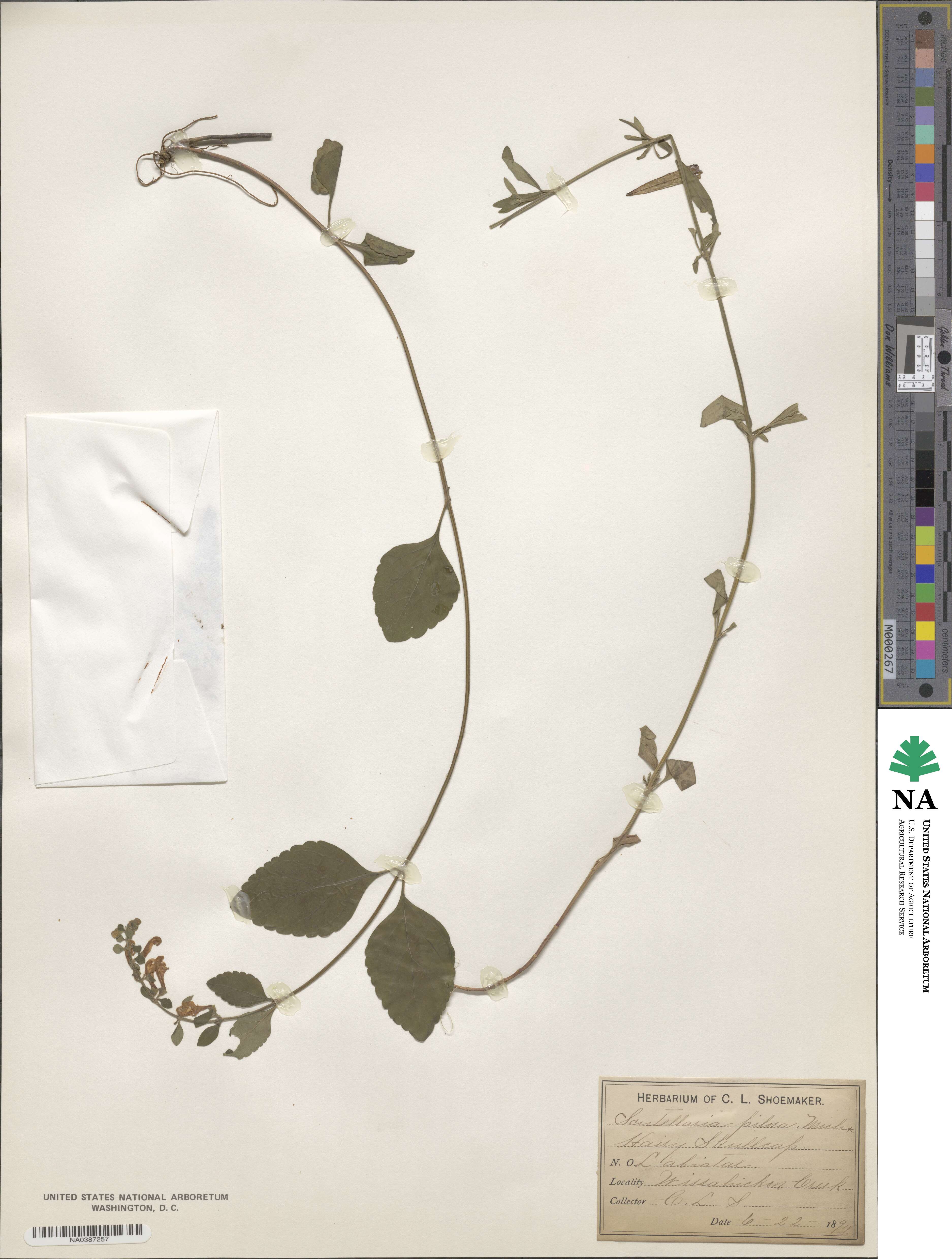 Scutellaria elliptica var. elliptica image