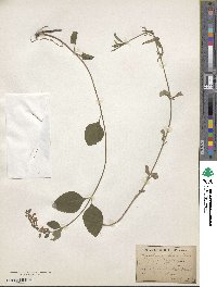 Scutellaria elliptica var. elliptica image