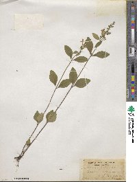 Scutellaria elliptica image