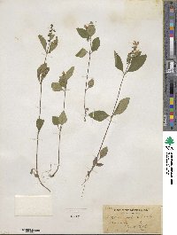 Scutellaria elliptica var. elliptica image