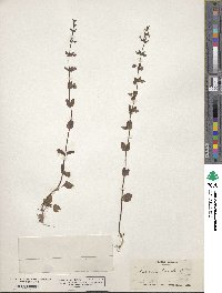 Scutellaria parvula image