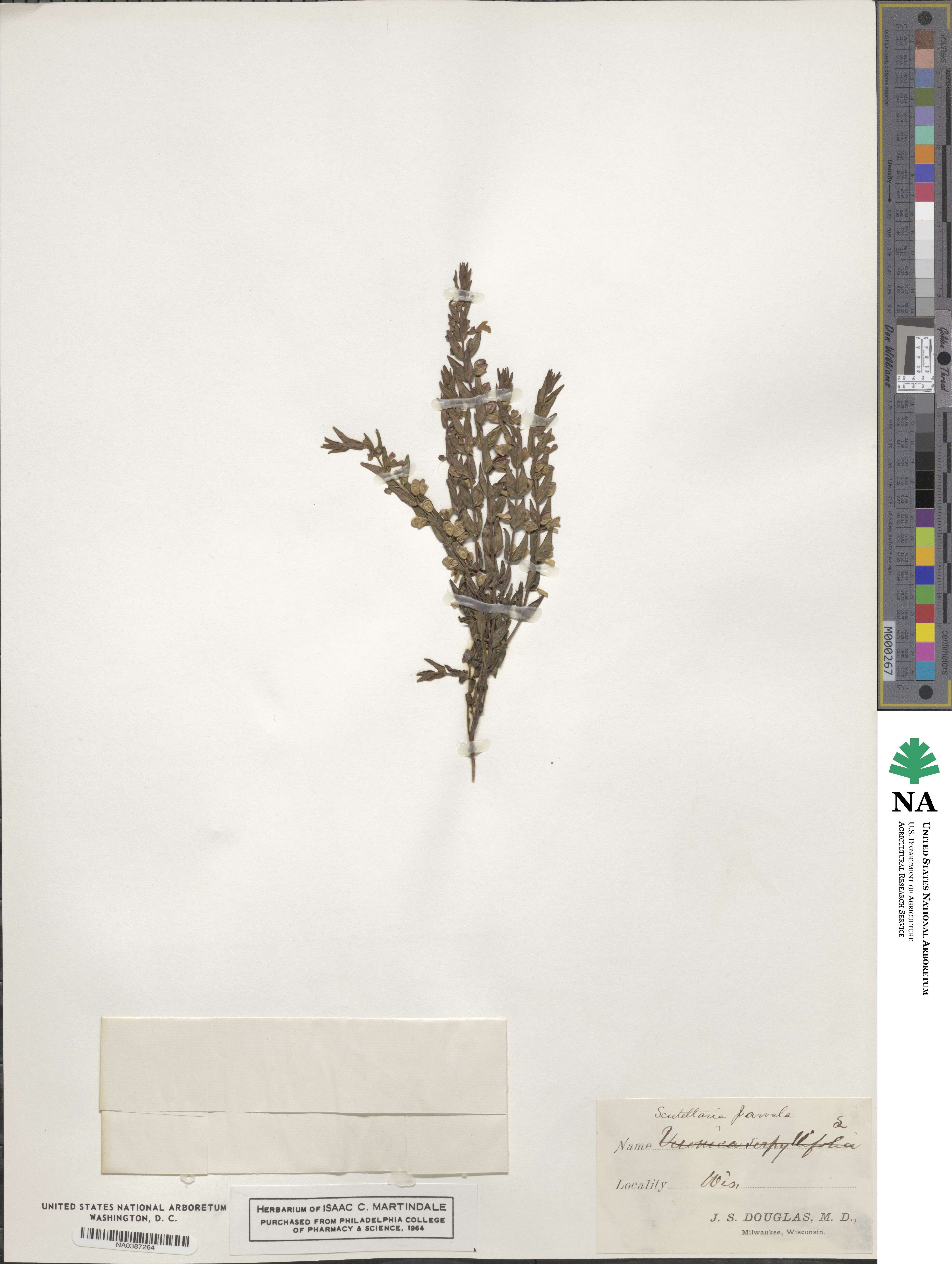 Scutellaria parvula image