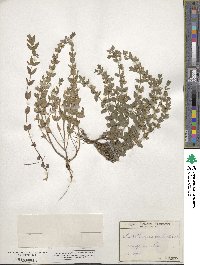 Scutellaria parvula image