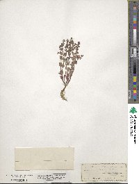 Scutellaria parvula image