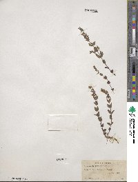 Scutellaria parvula image