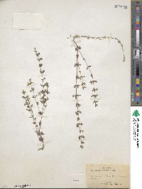 Scutellaria parvula image