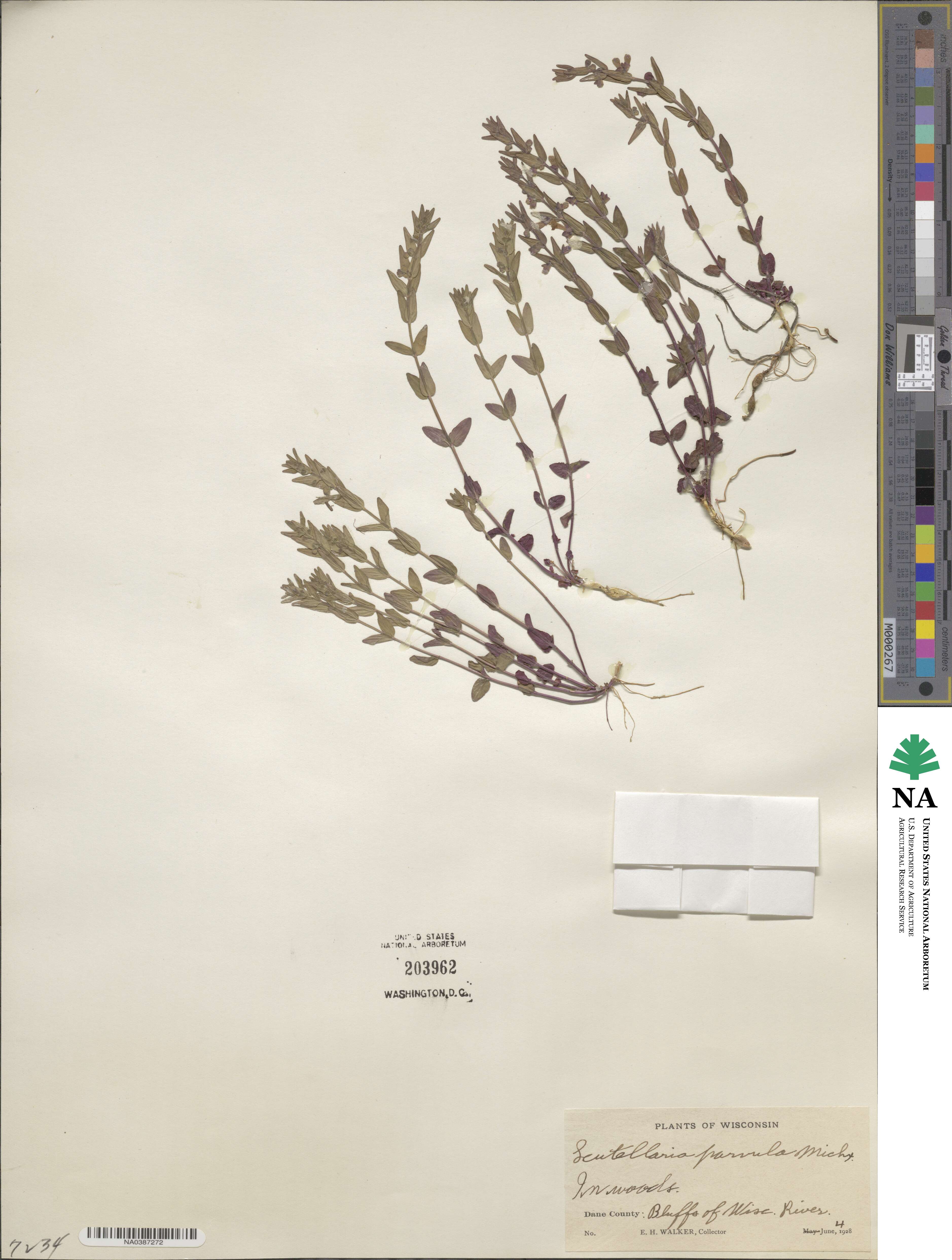 Scutellaria parvula image