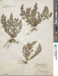 Scutellaria parvula image