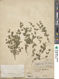 Scutellaria parvula image