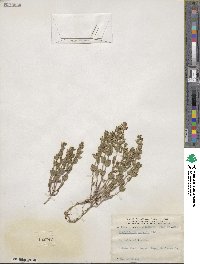 Scutellaria parvula image