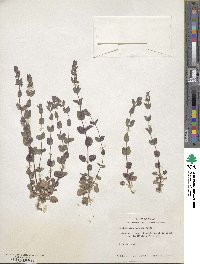 Scutellaria parvula image