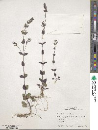 Scutellaria parvula image