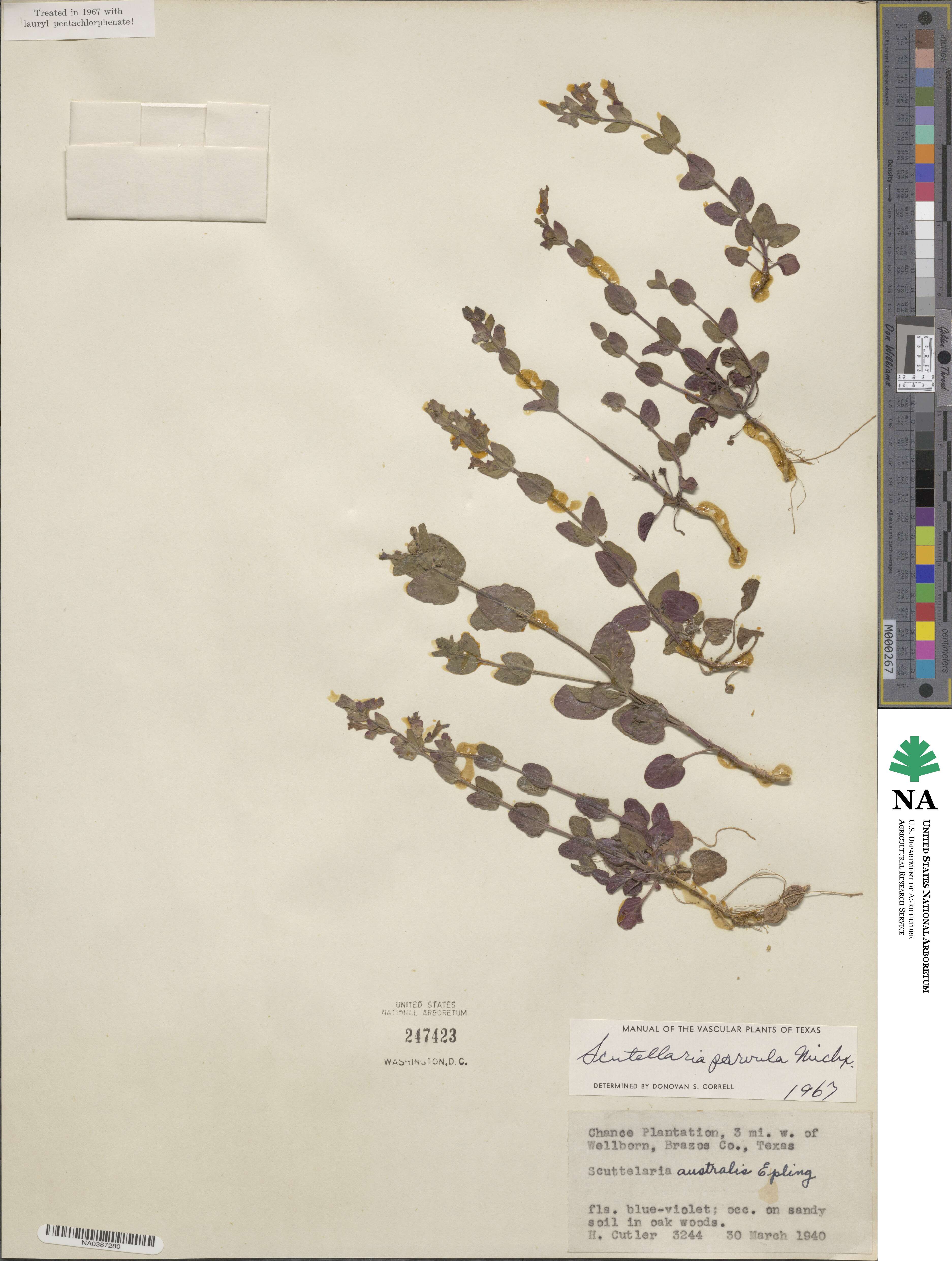 Scutellaria parvula image