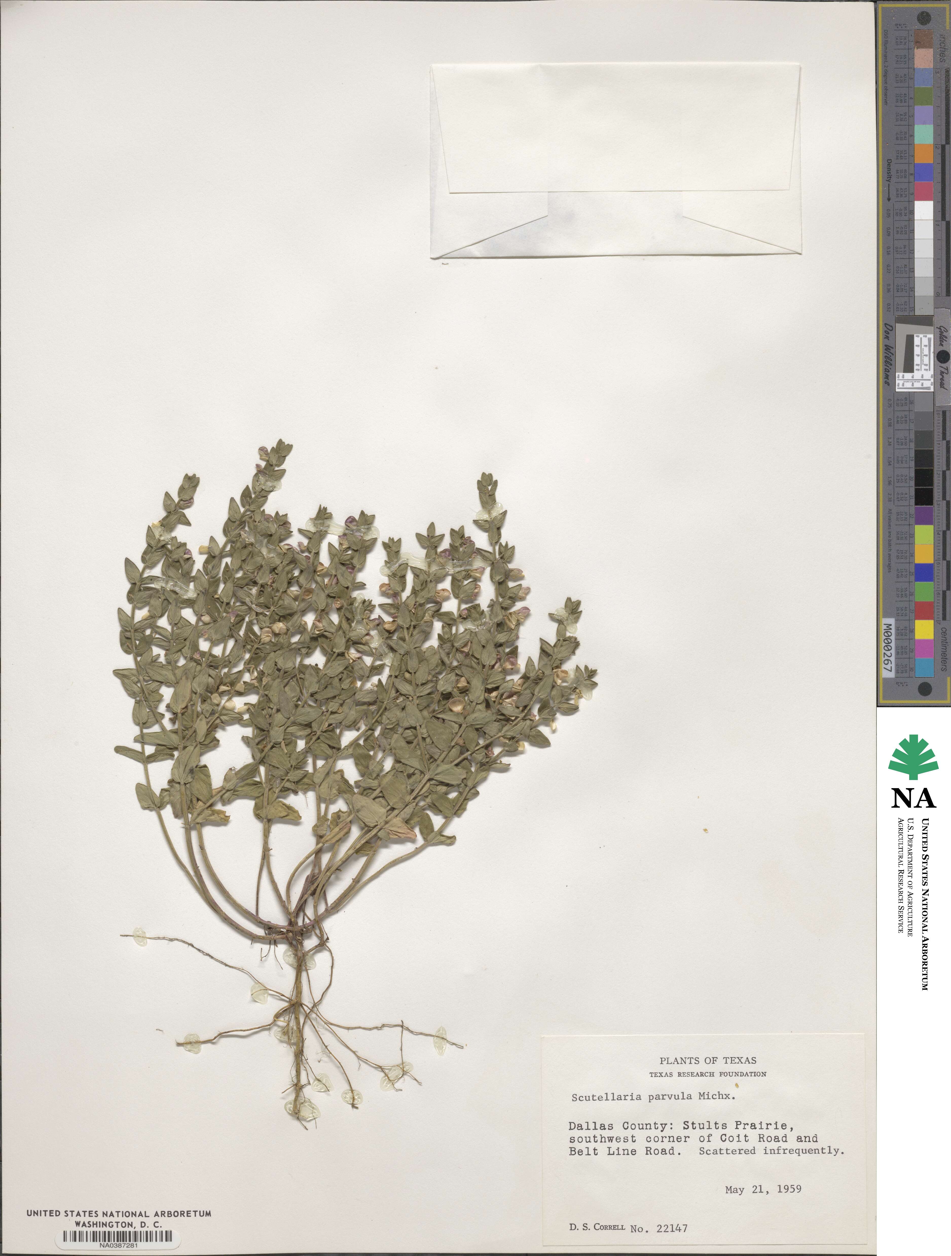 Scutellaria parvula image