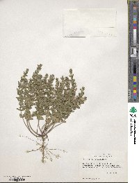 Scutellaria parvula image