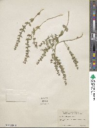 Scutellaria parvula image