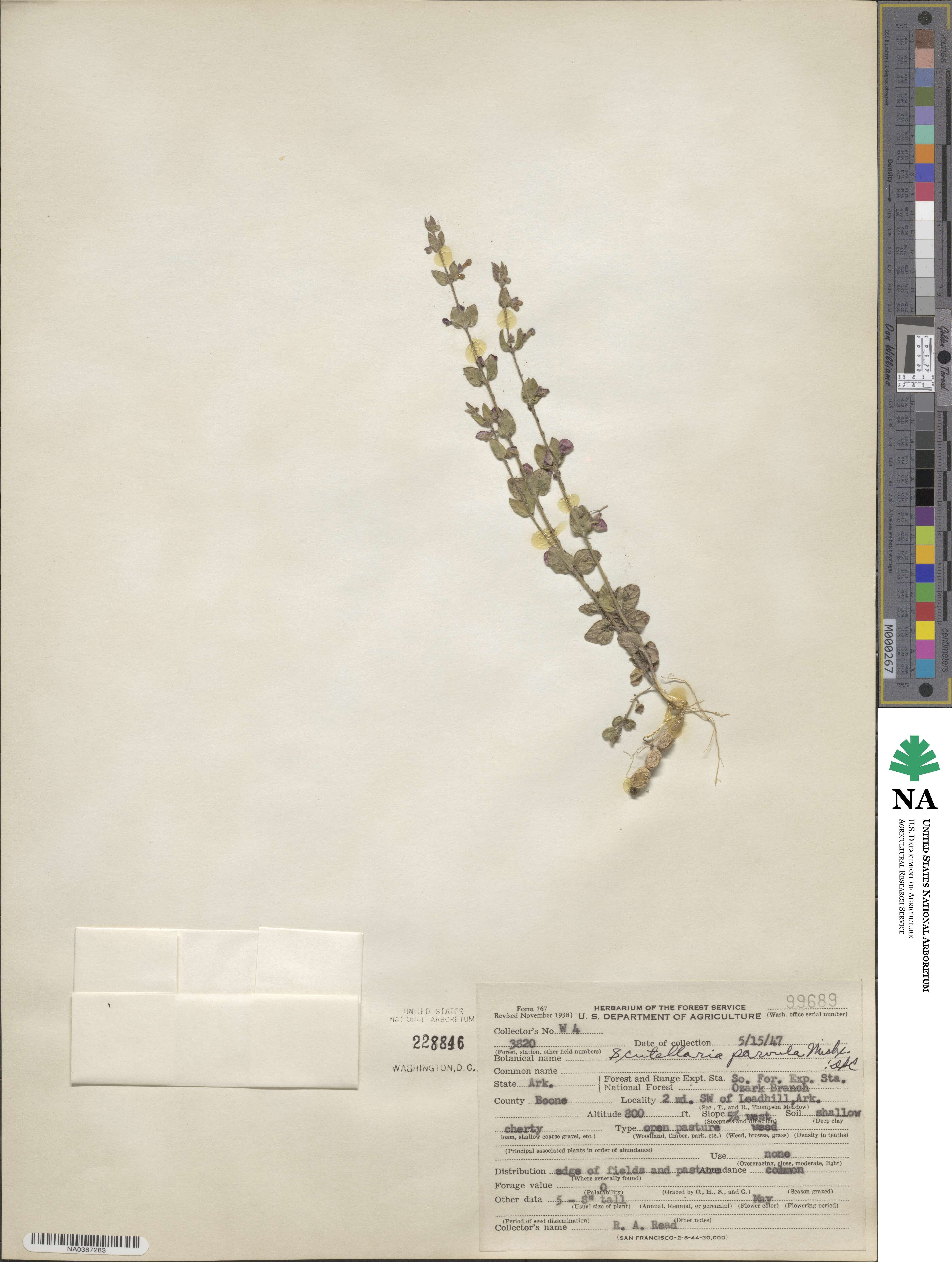 Scutellaria parvula image