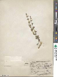 Scutellaria parvula image