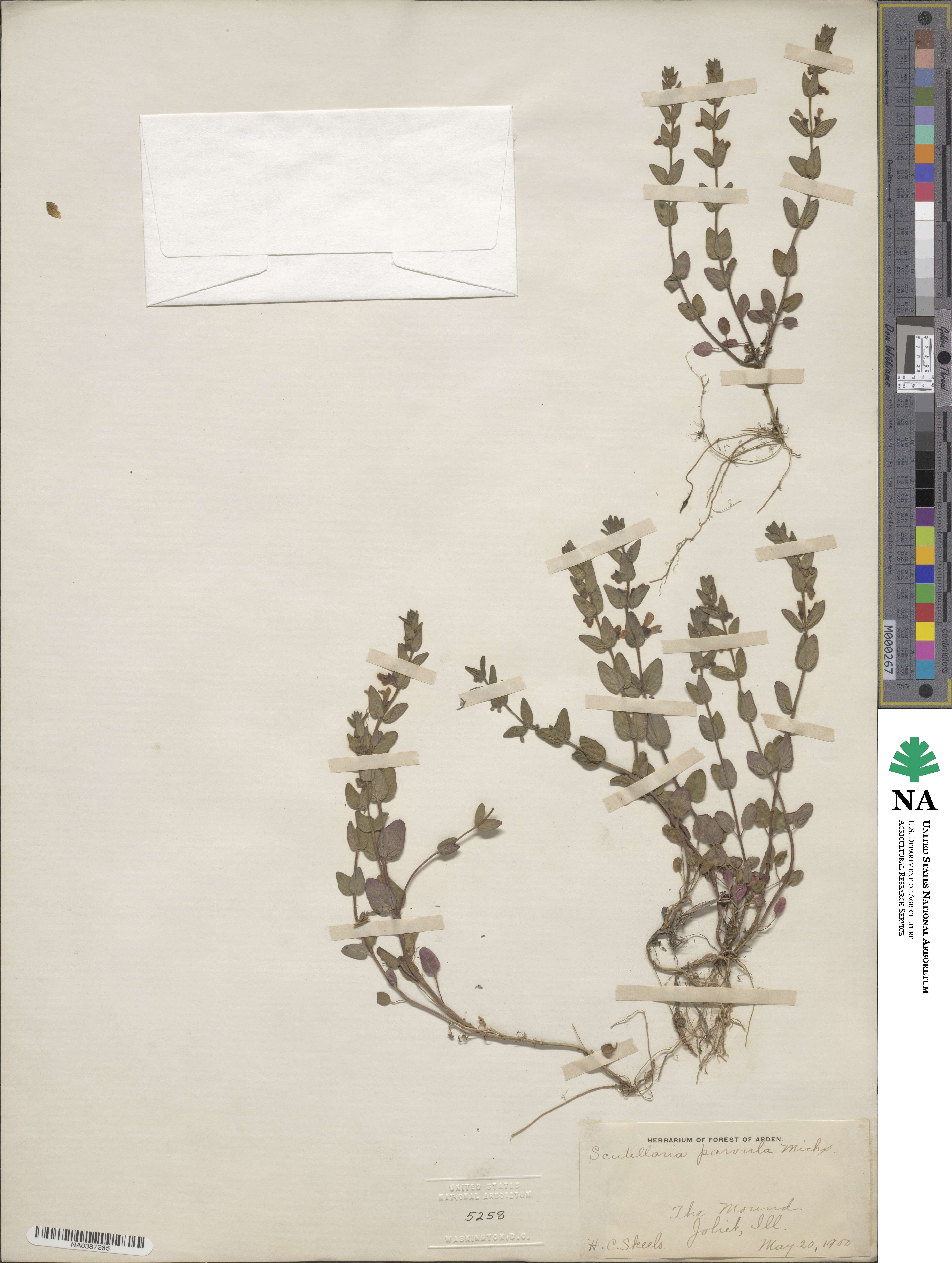 Scutellaria parvula image