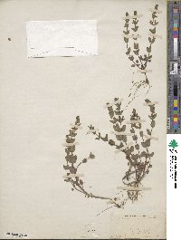 Scutellaria parvula image