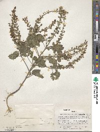 Scutellaria ovata subsp. ovata image