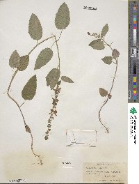 Scutellaria ovata image