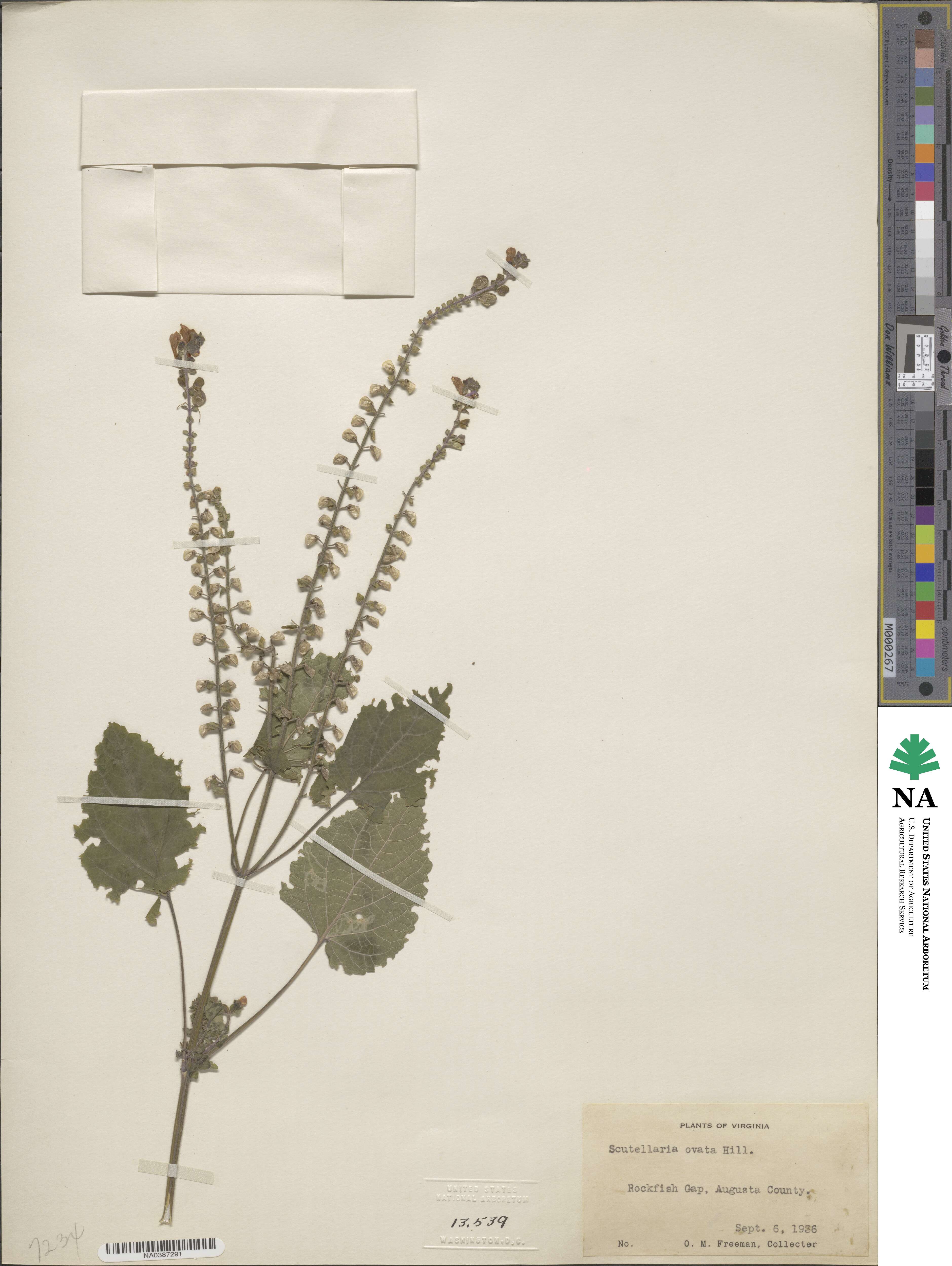 Scutellaria ovata image