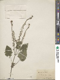 Scutellaria ovata image