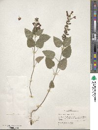 Scutellaria ovata image