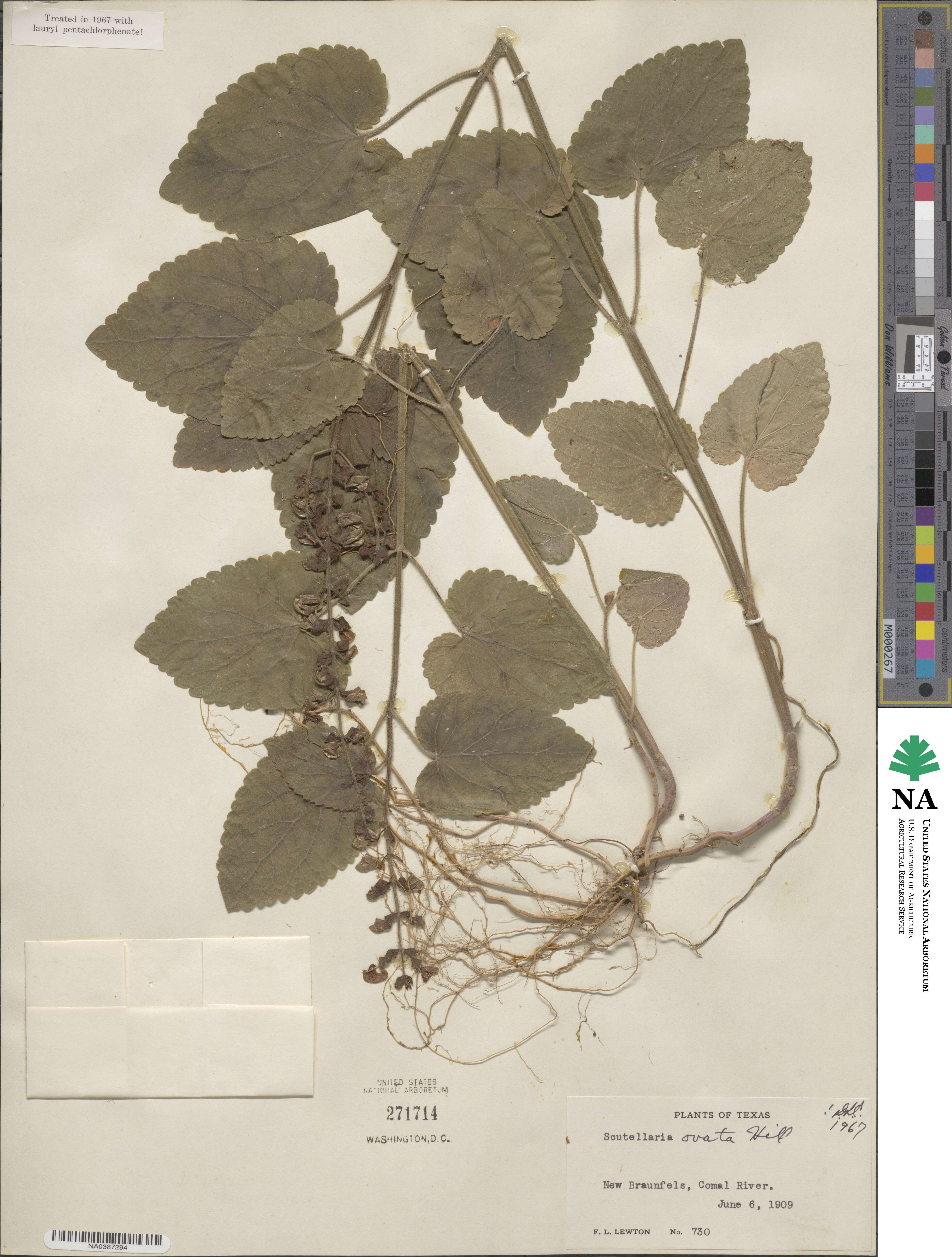 Scutellaria ovata image