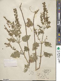 Scutellaria ovata image